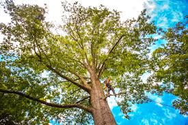 How Our Tree Care Process Works  in  St Pauls, NC