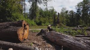 Best Storm Damage Tree Cleanup  in St Pauls, NC