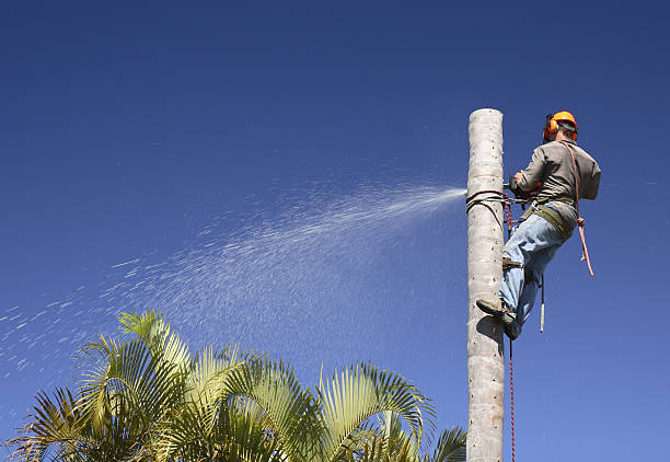 Best Arborist Consultation Services  in St Pauls, NC