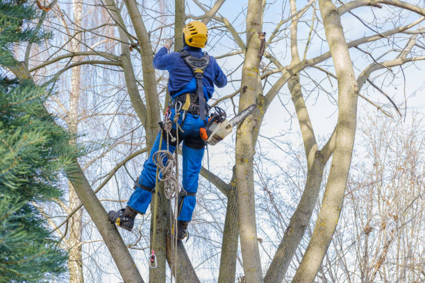 Professional Tree Care in St Pauls, NC