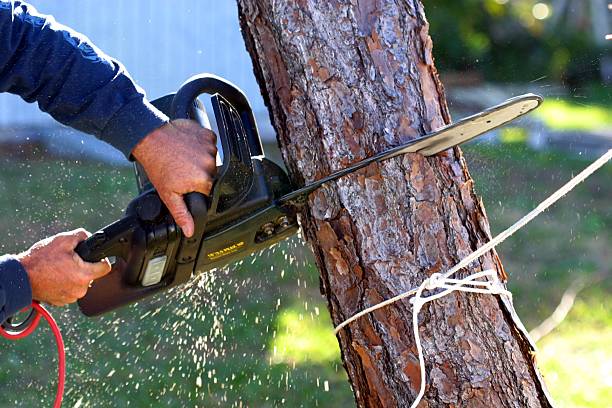 Mulching Services in St Pauls, NC